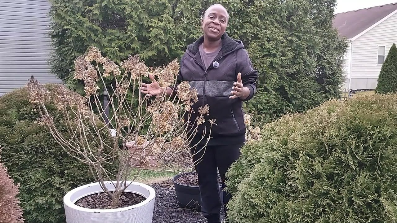 Spring Rose Garden Update 2026