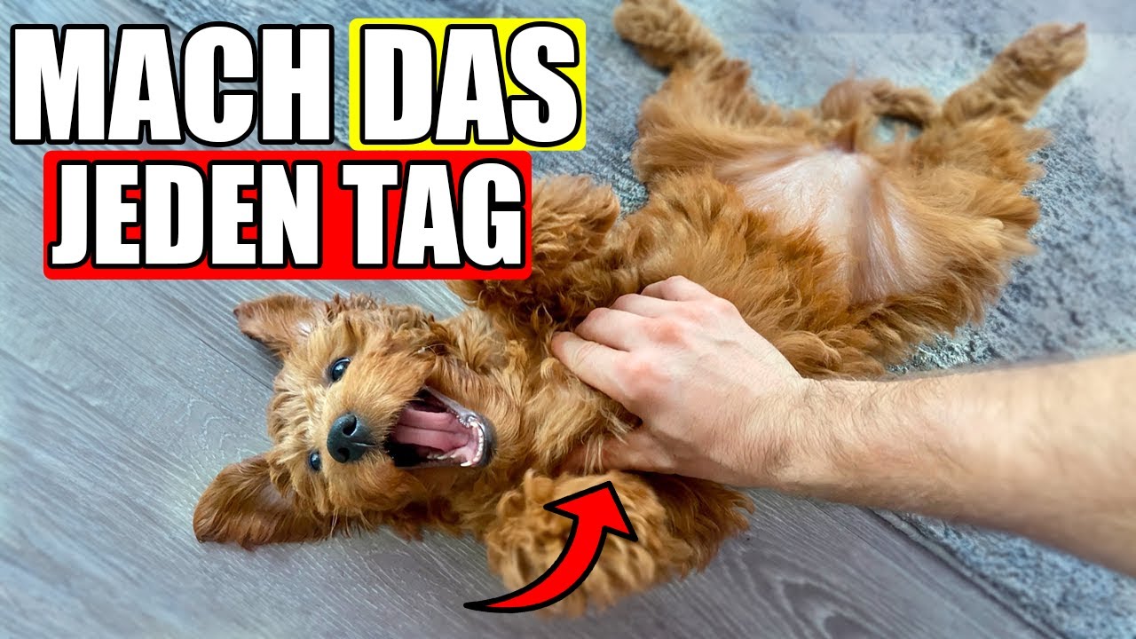 16 Wissenschaftlich Erprobte Wege, Deinen Hund SEHR GLÜCKLICH Zu Machen!
