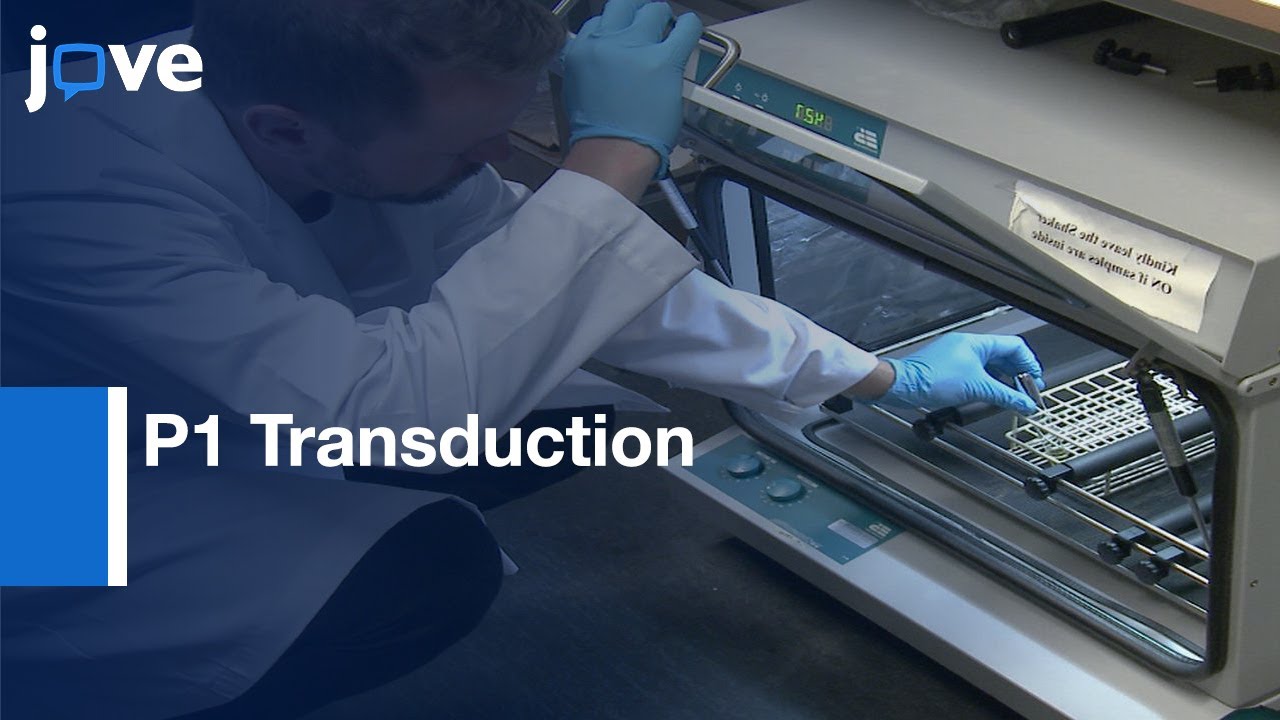 P1 Transduction with Excisable Antibiotic Resistance Cassettes | Protocol Preview