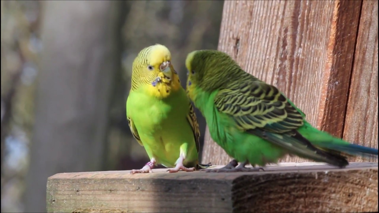 Frühlingsgefühle im Wildpark-MV - Willkommen bei den Prinzen