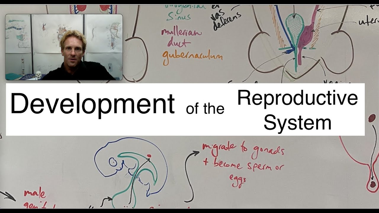 Development of the reproductive systems