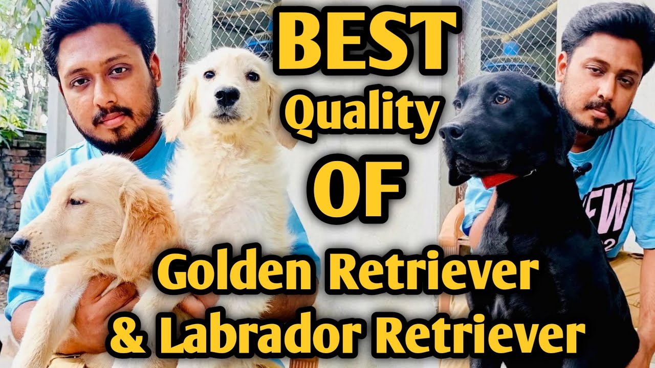 Golden Retriever dog |Golden Retriever puppies| Labrador Retriever puppies price| Dog price in 2023