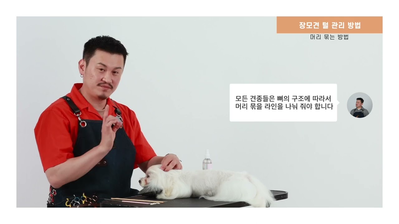 [마이티그루밍 홈케어애견미용] 장모견종 (말티즈, 요크셔테리어,시추등 ) 털관리와 앞머리 묶어주기!