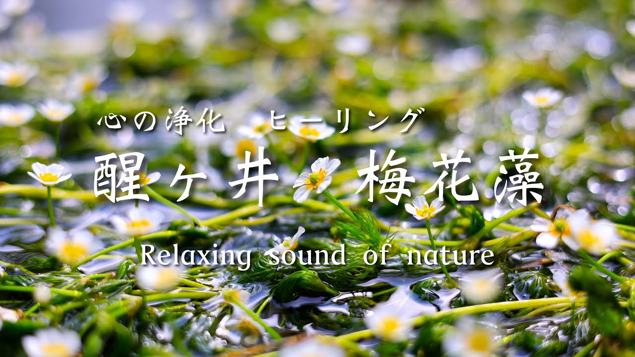 【自然動画4K】梅花藻　滋賀県米原市醒ヶ井　地蔵川【水中  癒し アンビエント】