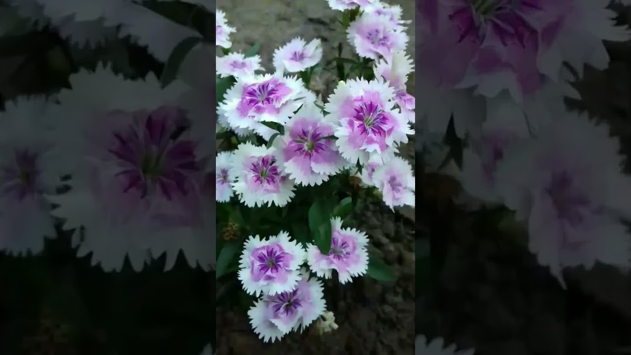 শীতের ছয়টি ফুল গাছ #flower #winterflower #winterseason #gardeningideas #shorts #youtubeshorts