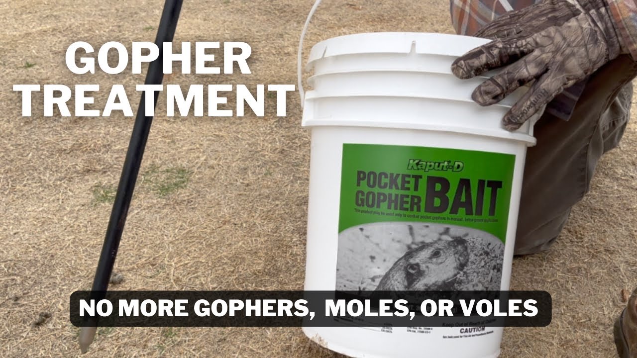 Getting rid of GOPHERS, VOLES, and MOLES