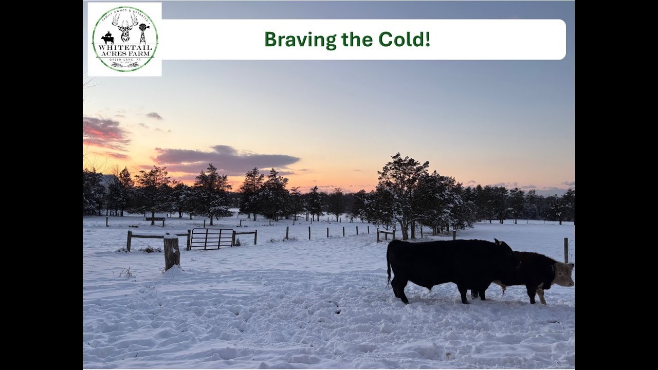 Braving the Cold: Farm Projects in Freezing Temperatures!