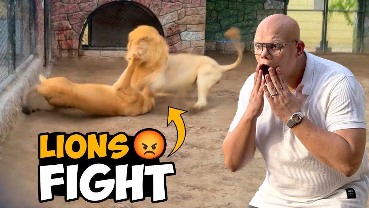 Lion Fight 🦁🔥 Mian Biwi Ki Ladai Ho Gayi 😱 | BT Farm Stories