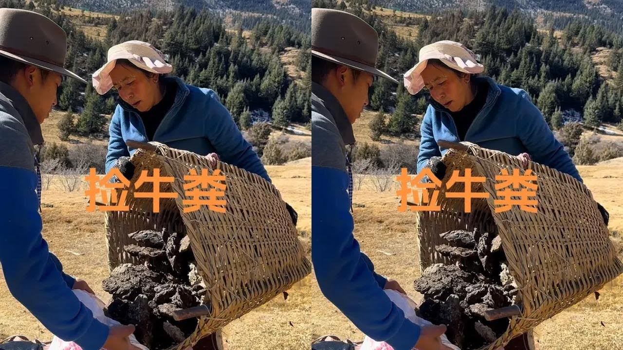 现代都市人依赖电器，无电生活如何保障？藏区农牧民靠牛粪取暖做饭，你家乡呢？#捡牛粪 #藏区农村