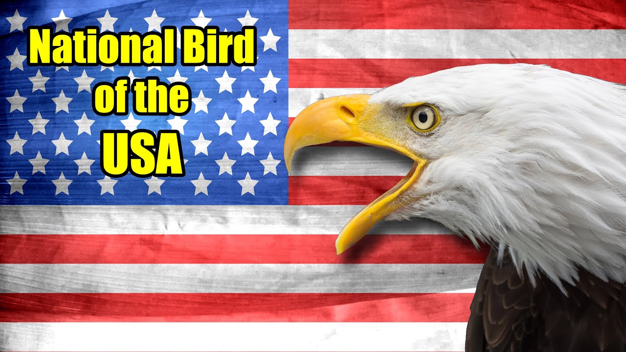 Why the Bald Eagle Was Chosen as America's National Bird