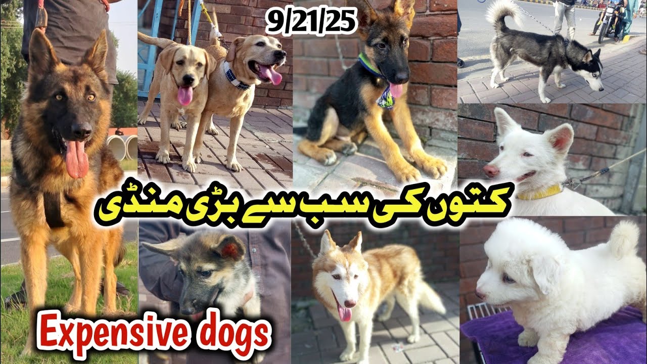 Tollinton market Lahore Sunday dog price update . Expensive different dogs breed  September 21, 2025