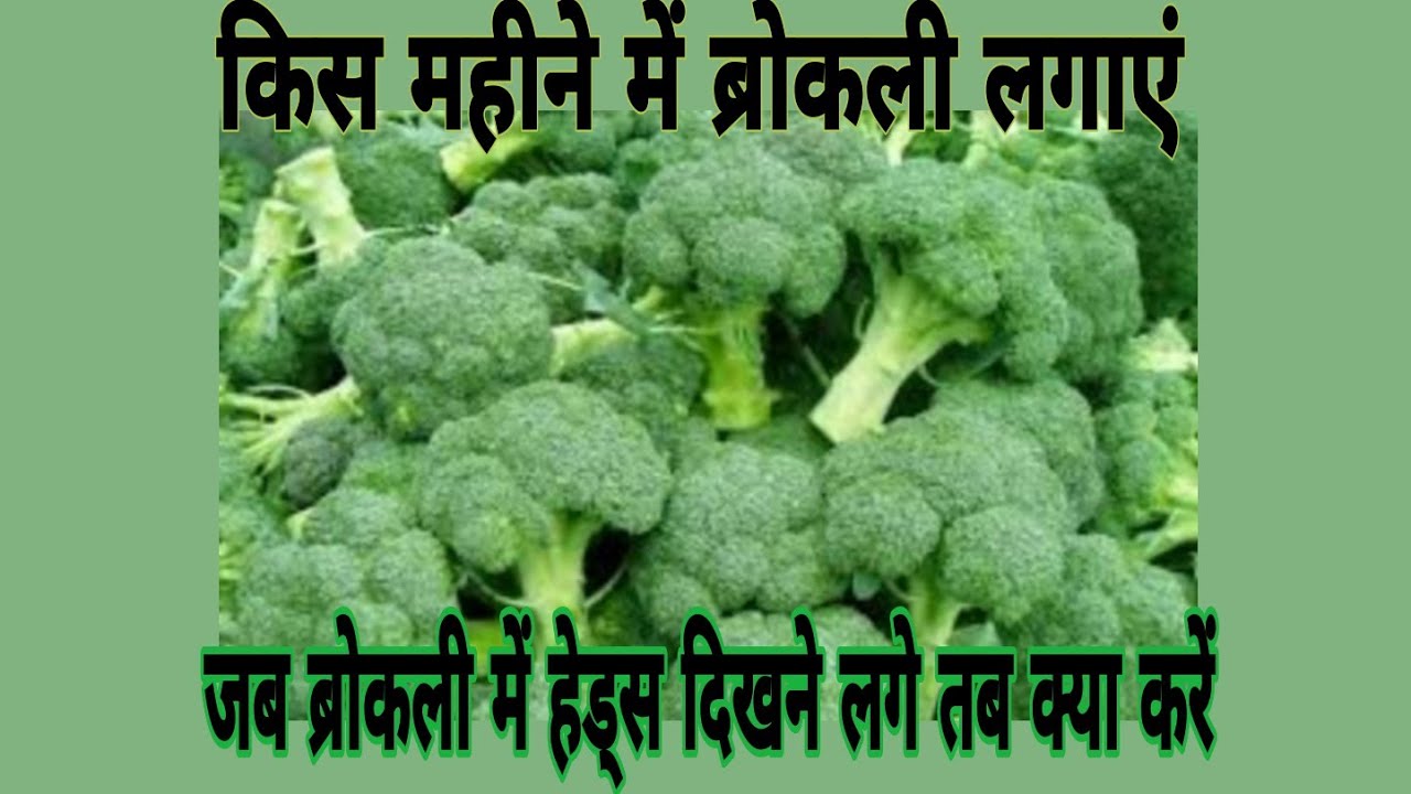 किस महीने में ब्रोकली लगाएं| जब ब्रोकली में हेड्स दिखने लगे तब क्या करें.