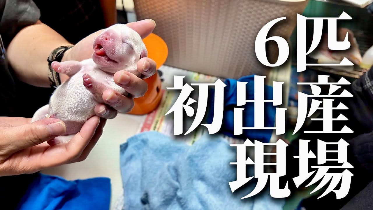 【激録】6匹のフレンチブルドッグの赤ちゃんが産まれてくるまで【感動】【2024年9月9日 産まれ】
