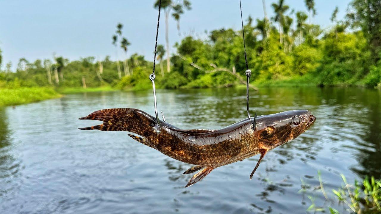 PEGUEI UMA TRAÍRA INTEIRA FIZ DE ISCA E PEGUEI UM MONSTRO. pescaria