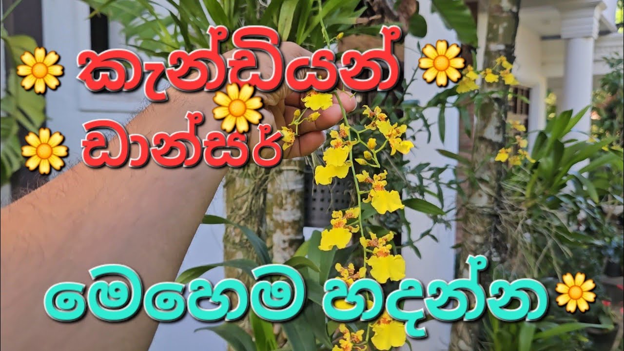 වත්තට කහපාටක් .හරිම ලස්සනයි🌼🌼