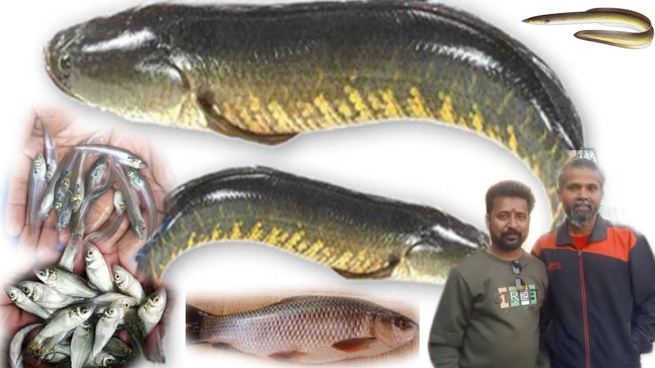 मरळ,वाम,पापदा,कोळंबी,रोहू,कटला, सायप्रेनस,चितळ,सी बास सर्व प्रकारचे मत्स्यबीज  मिळेल