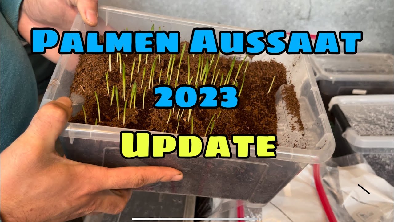 Palmen Anzucht 2023 - Jubaea - Butia - trachycarpus- nannorrhops ritchiana- chamaerops und mehr