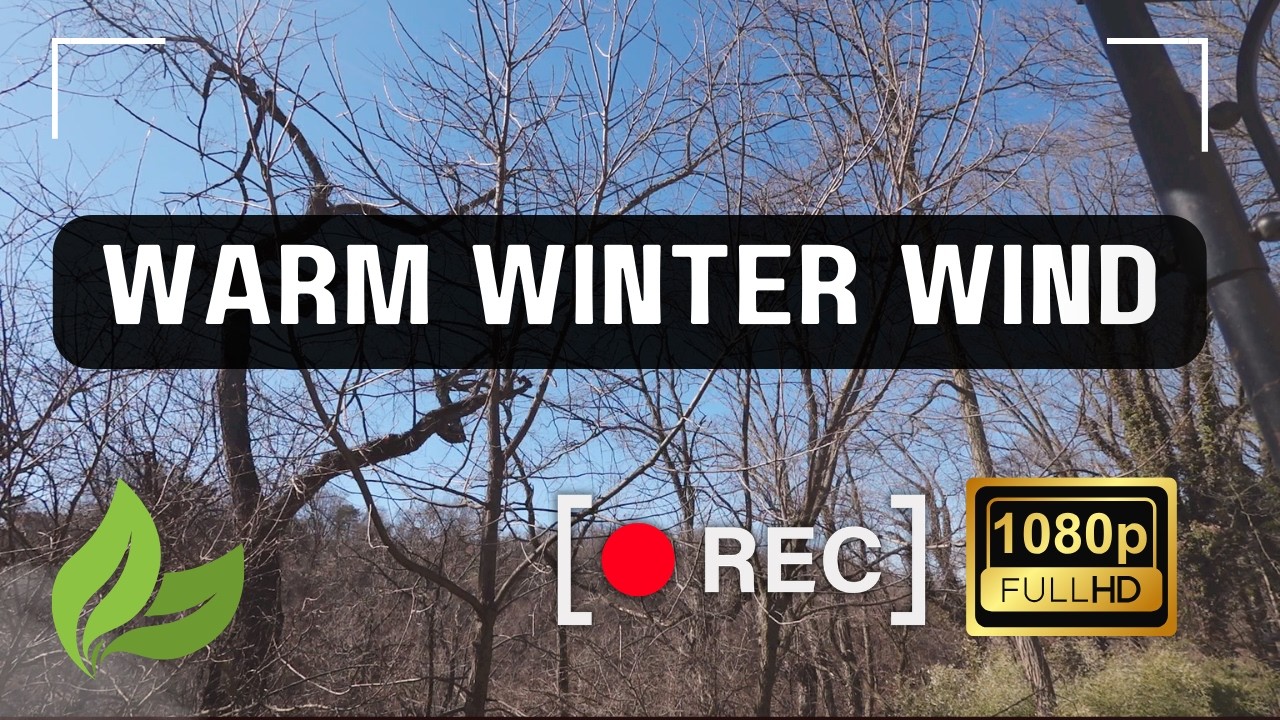 Winter Wind Ambience | Bare Trees, Soft Metal Clinks, Distant City Noise