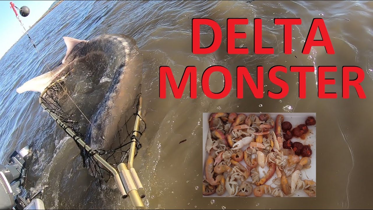 MONSTER California Delta STURGEON Fishing w/ Ghost Shrimp & Roe