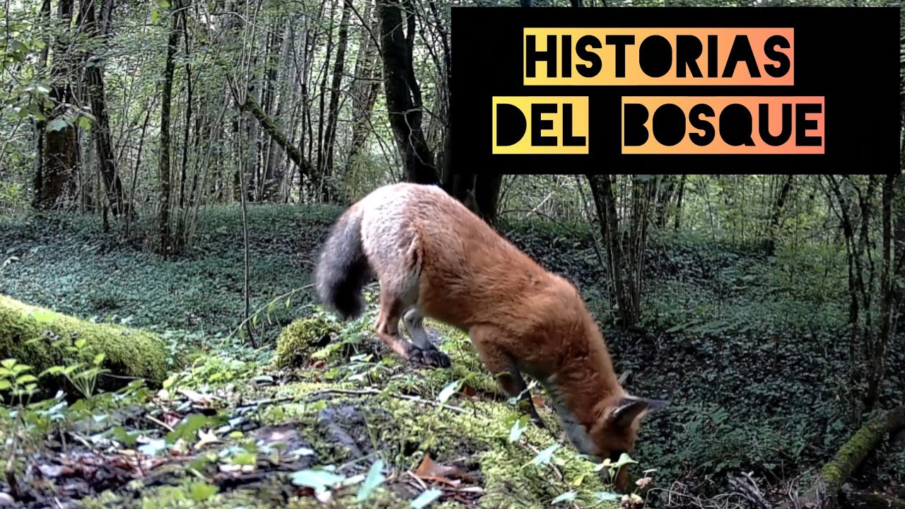 Historias del bosque.