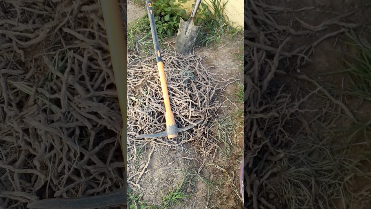 sacando palmera de raiz