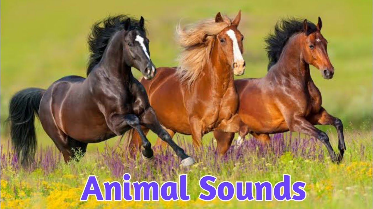 Guess That Animal Sound! 🐶 🦁 🐵