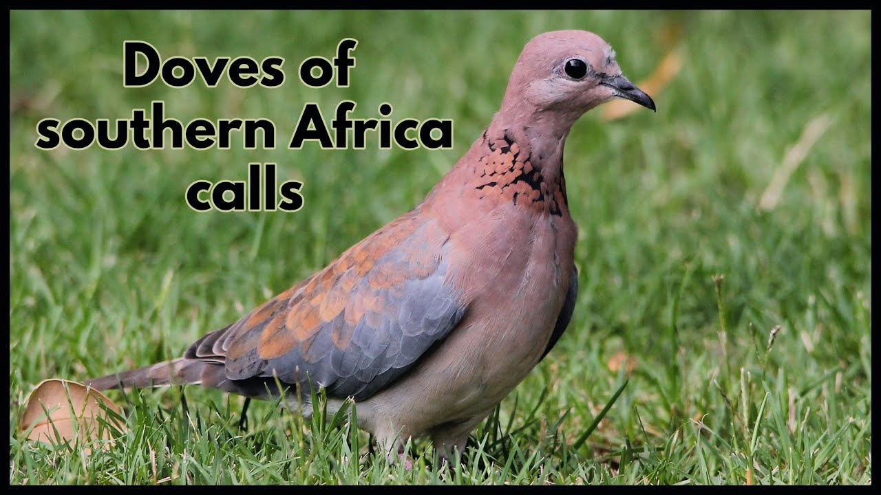 Doves of southern Africa calls