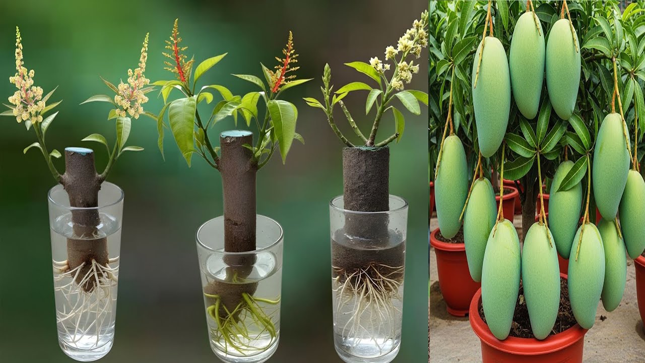 Super special technique to propagate MANGO, LEMON, GUAVA effectively and cost