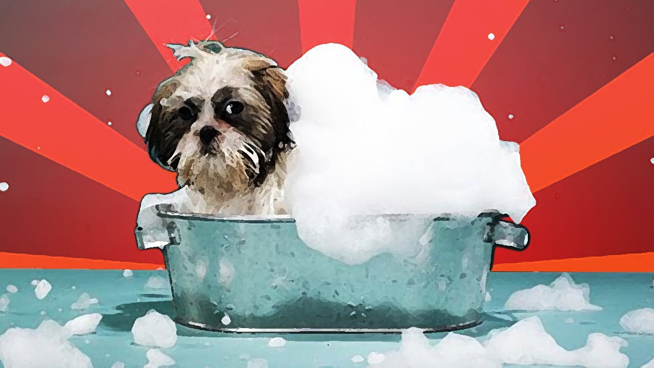 Kedi ve Köpeklerde Yıkama Nasıl Olmalı? // Evcil Hayvanlarda Banyo Zamanı //  İzmir Urla Urlavet
