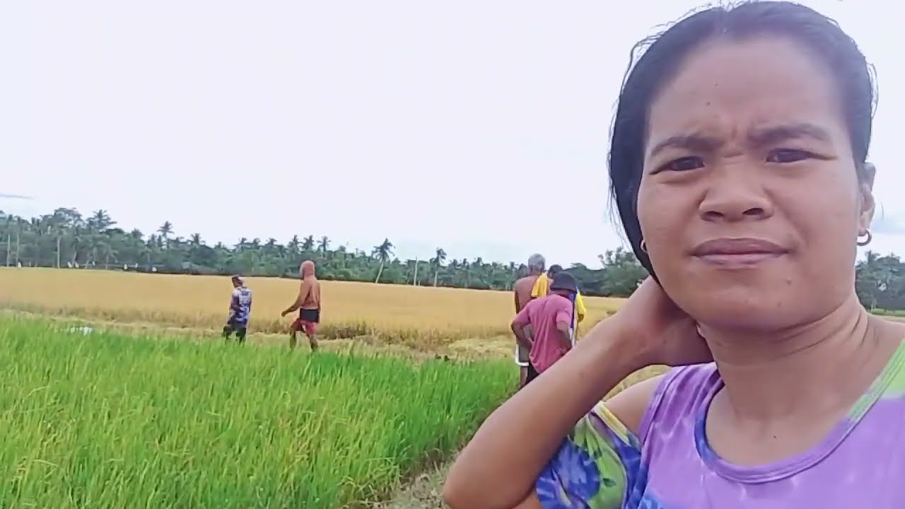 Anihan na mas mabilis matapos kapag harvester 