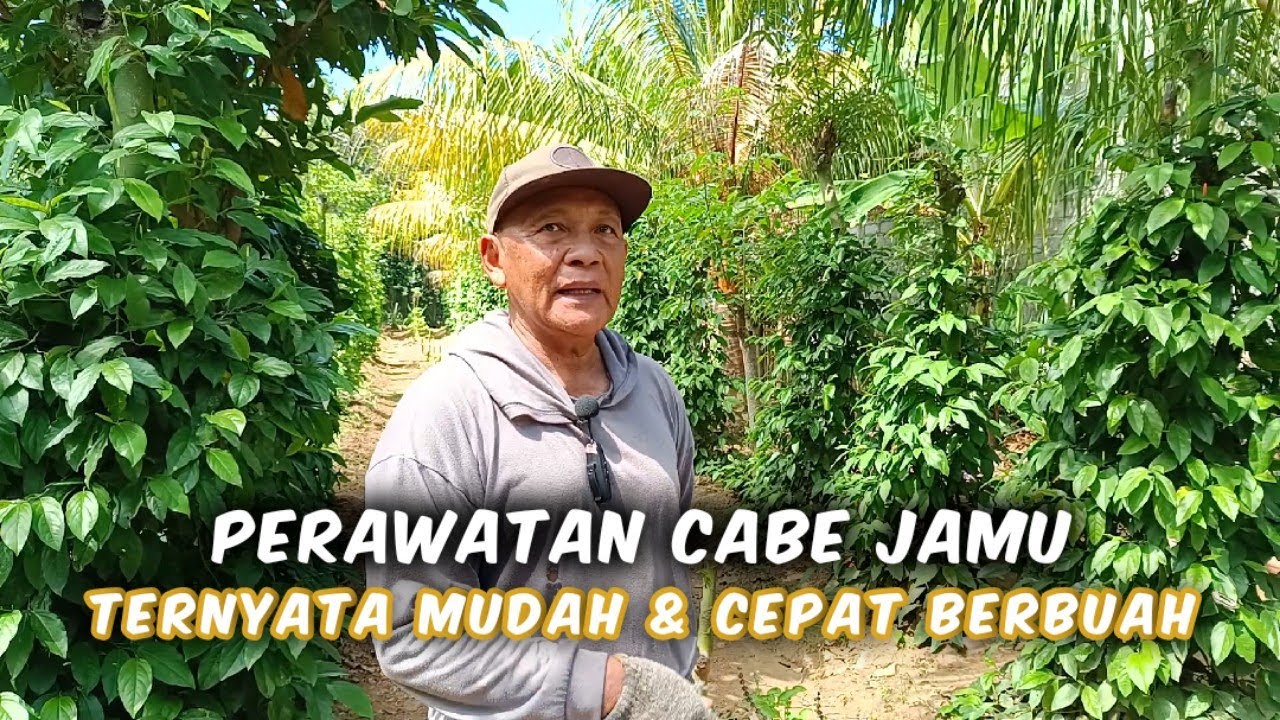 Perawatan Cabe Jamu Sangat Mudah & Cepat Berbuah