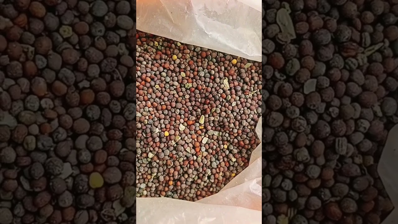 #pigeonfeed #pigeonstatus #kabutar