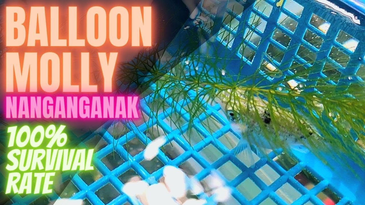 BALLON MOLLY, NANGANAK. HOW AT PAANO 🇵🇭