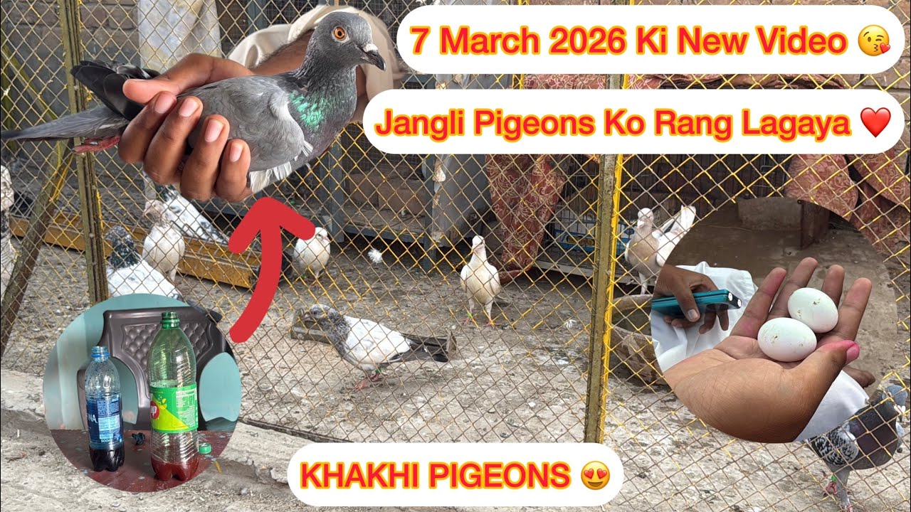 Jangli Kabooter Ko Rang Lagaya Sath Donface Pair Ke Eggs Check Kiye | KHAKHI PIGEONS