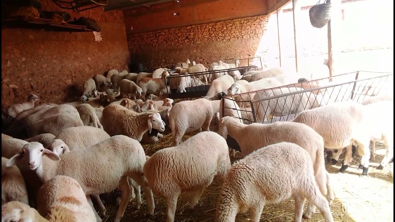 المرحلة الثانية في تربية الخرفان بين الفطام و التسمين