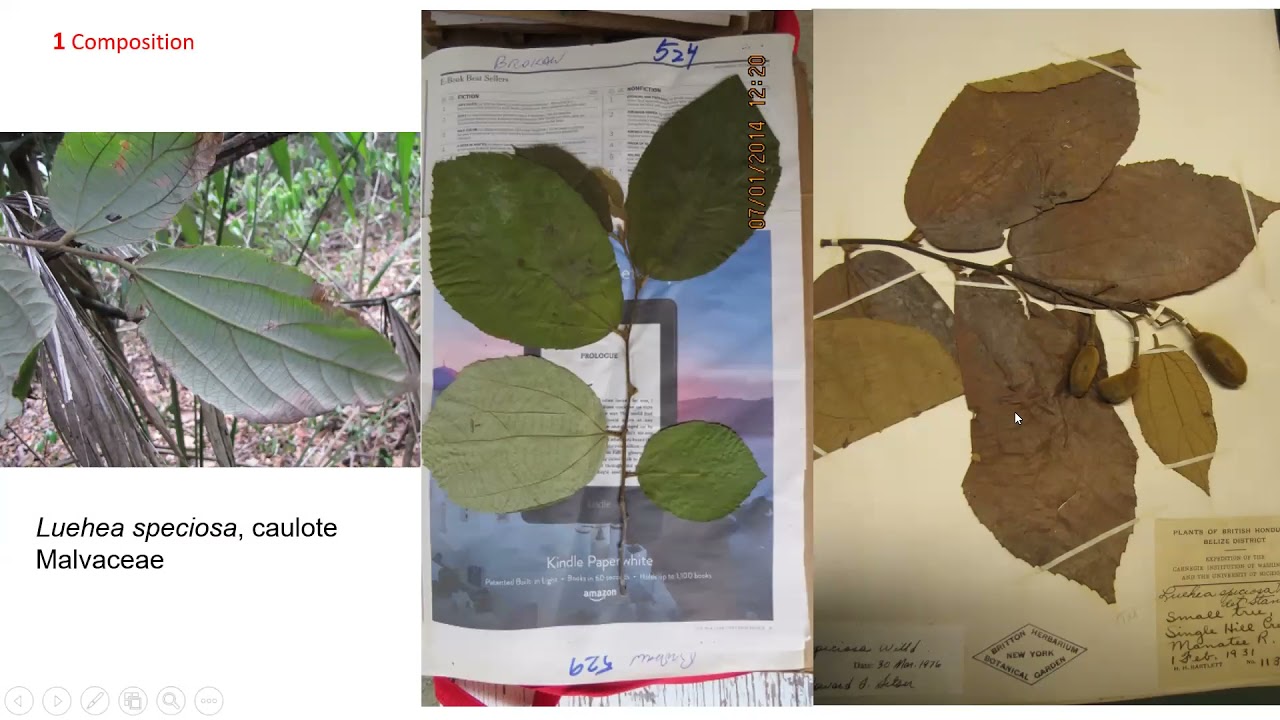 Evolution of forest research in a 100,000 ha reserve in Belize