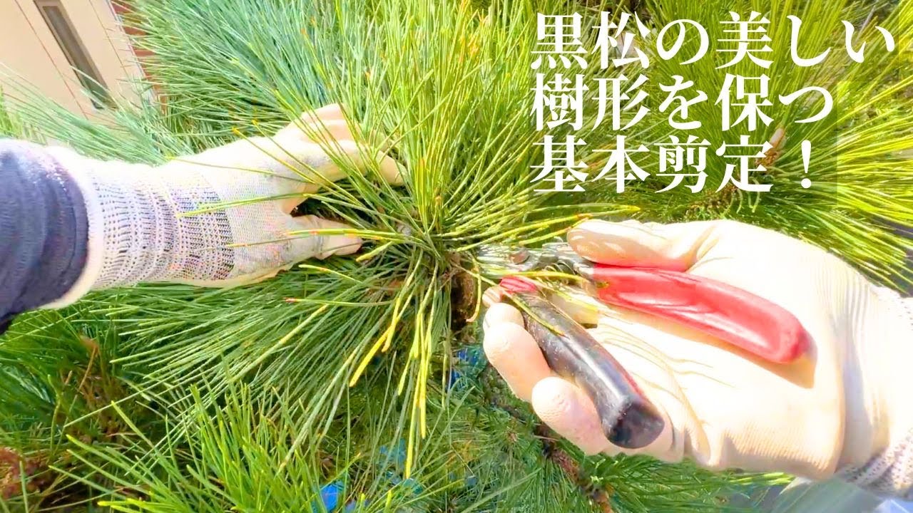 【黒松の剪定 #29】玄関前の黒松の美しい樹形を保つ基本剪定！
