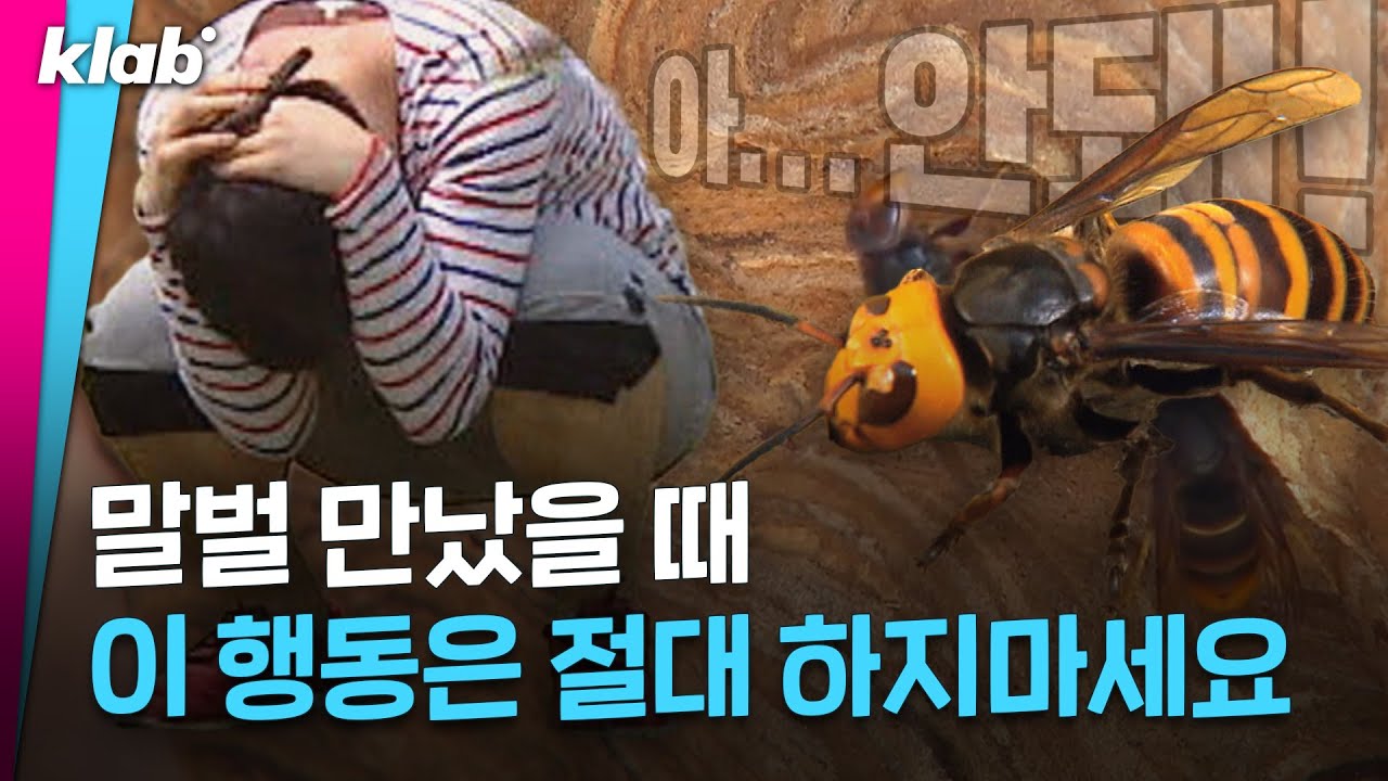 말벌 보면 엎드려서 가만히 있는다? vs. 도망간다? 🐝｜크랩