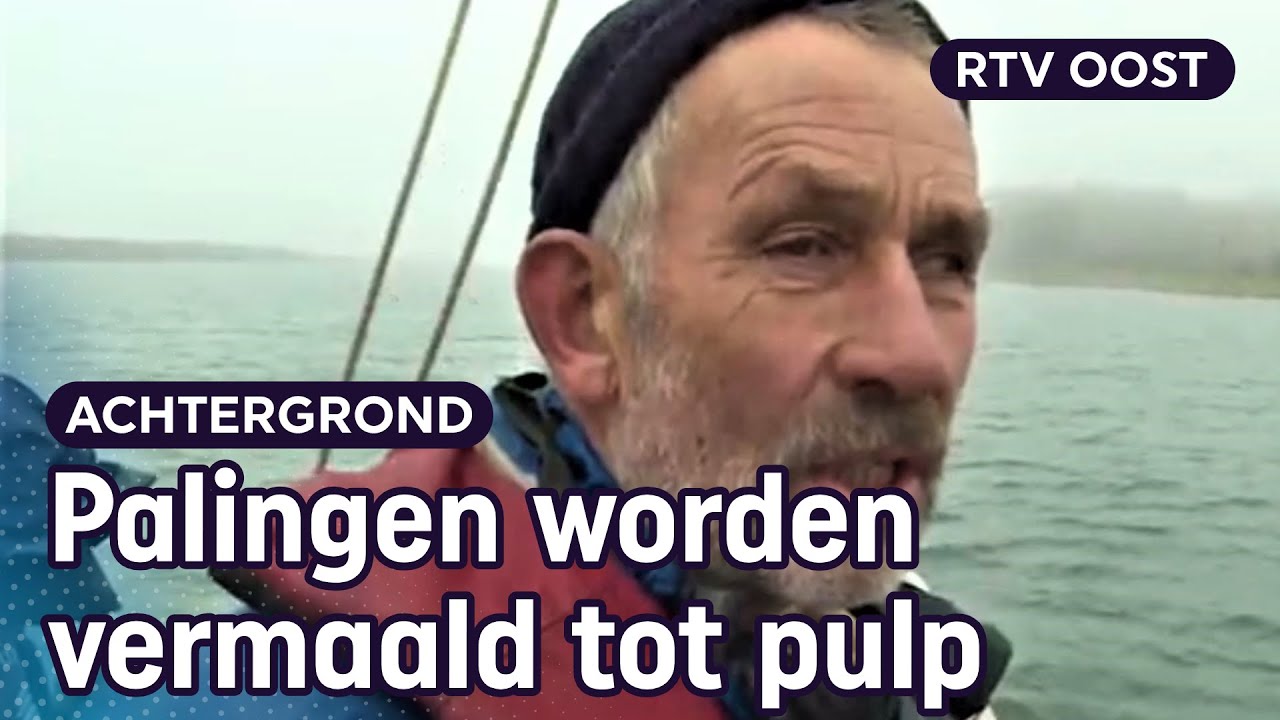Herstel palingstand: visser Frans vangt paling om de soort te redden | RTV Oost