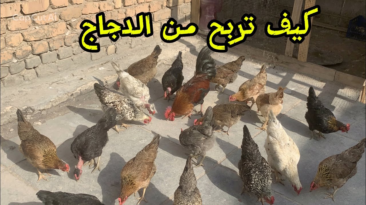 كيف تربح من الدجاج 💸💵