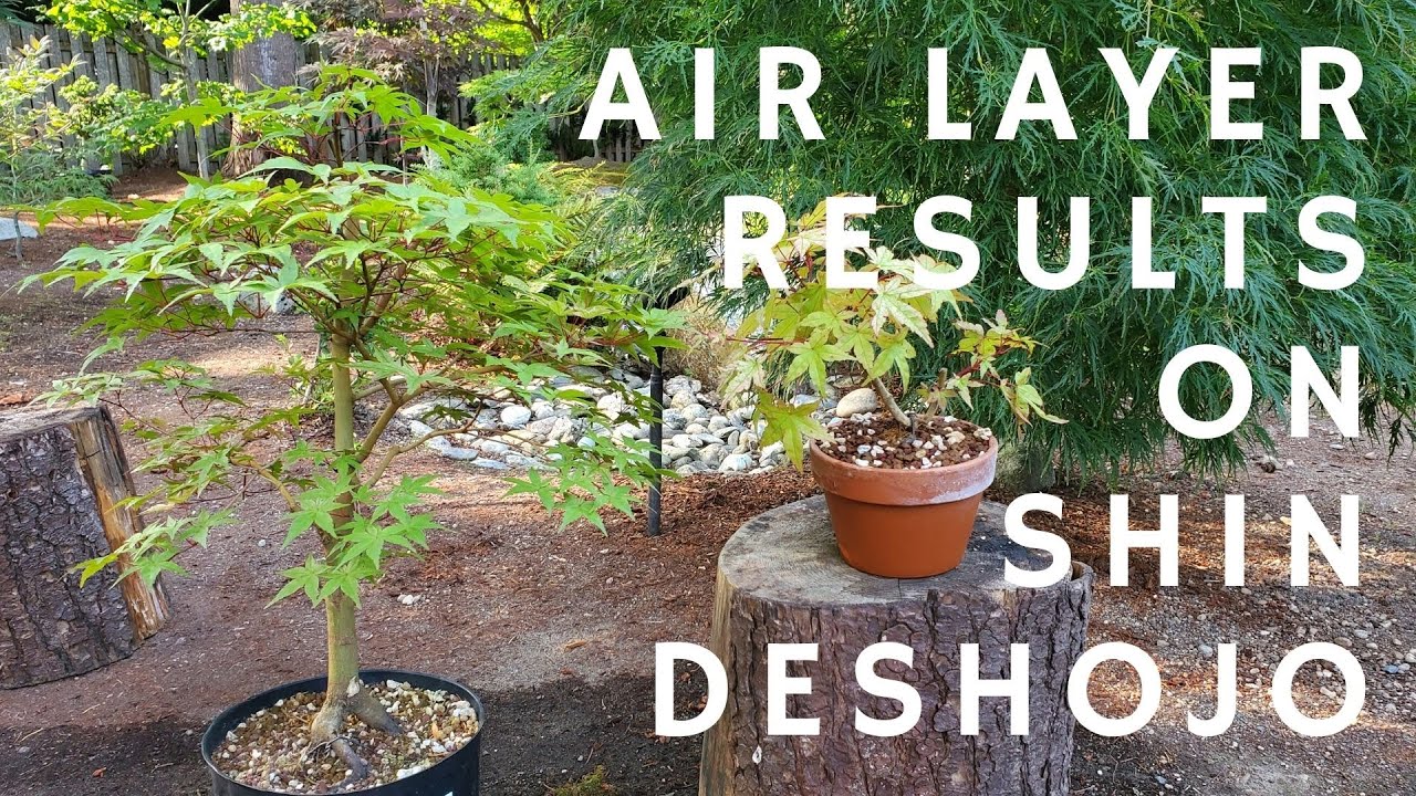 Air Layer results on Japanese Maple - Shin Deshojo Edition