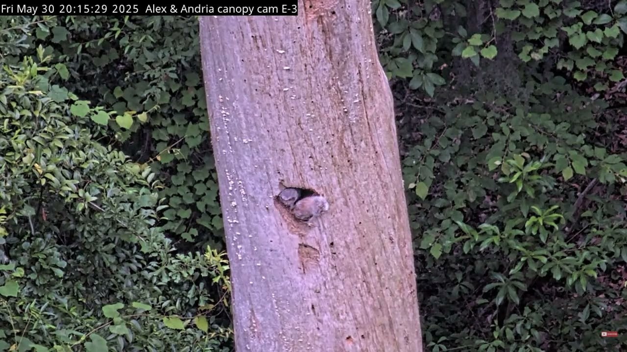 Eastern Screech Owlets Fledge at KNF May 2026