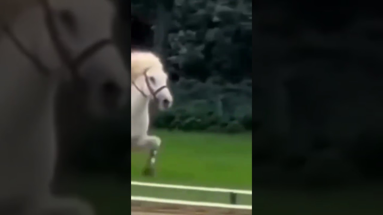 The Icelandic horse is famous for its unique gait called tölt