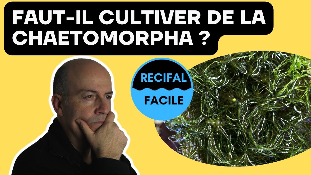 Chaetomorpha - Pourquoi et comment la cultiver ?