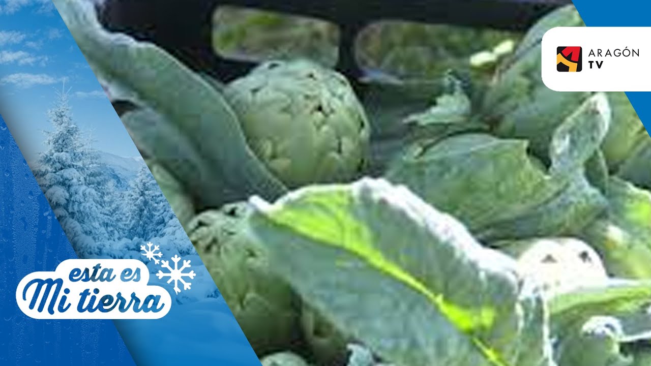 Tiempo de cosechar alcachofas