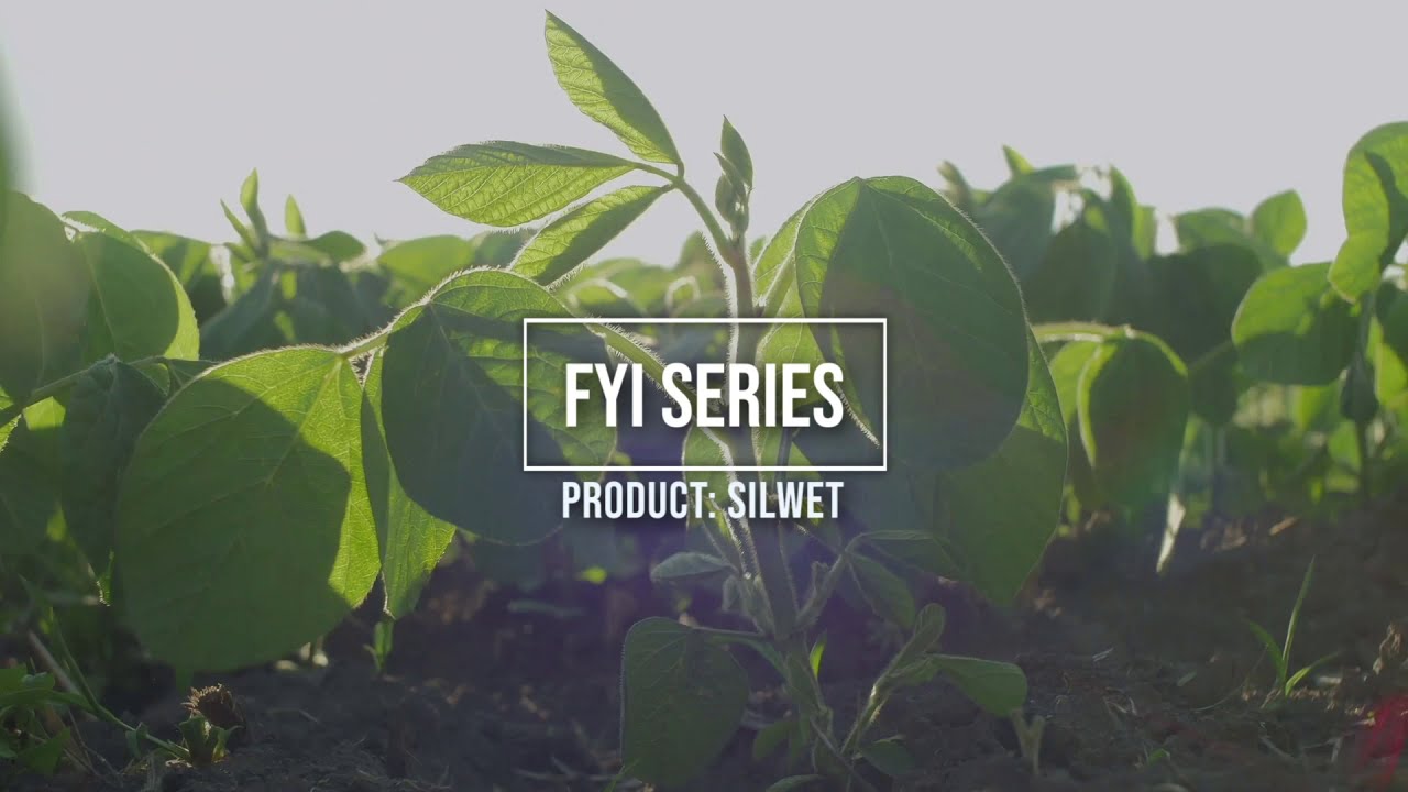 Product Silwet