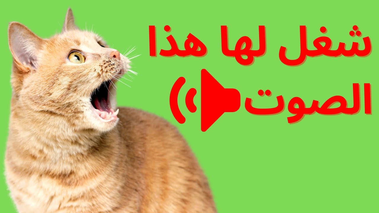 أصوات ستدهش قطتك و تجعلها مجنونة تتحرى مصدر الصوت