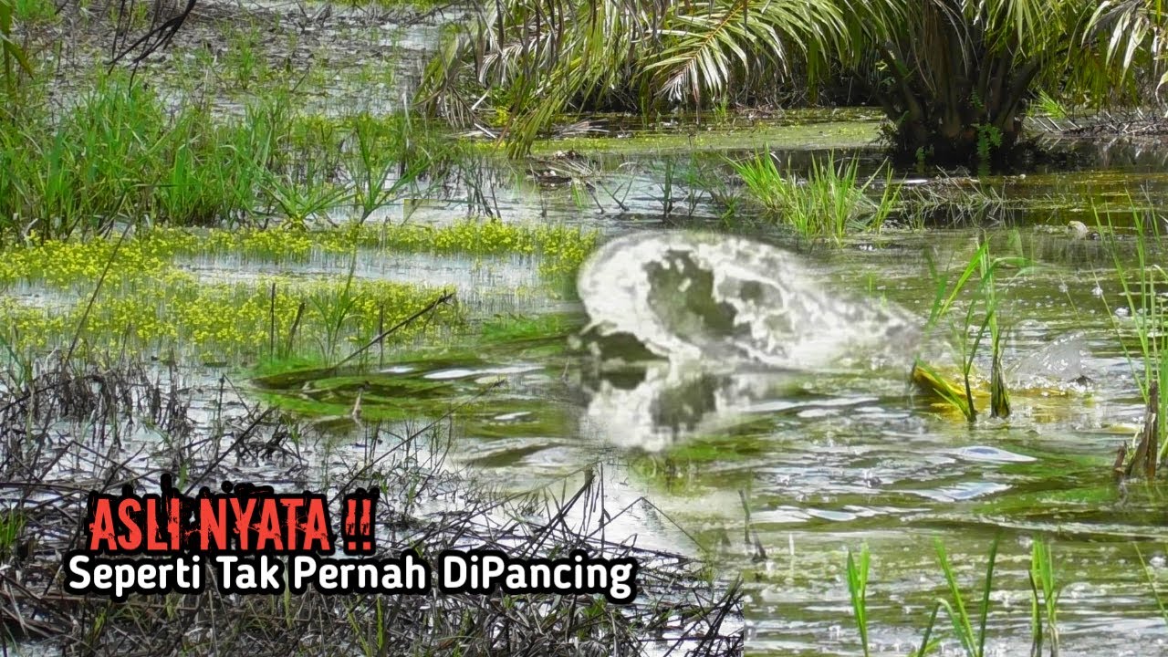 ASLI NYATA !! MANCING CASTING IKAN GABUS DI SPOT YANG JARANG TERJAMAH OLEH PEMANCING LAIN #AS-139
