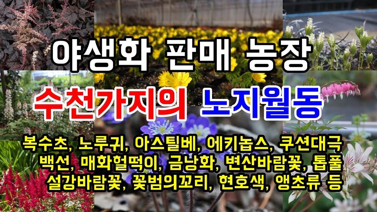 직접 재배해서 더욱 저렴하고 다양한 야생화 판매 농장 여주자연농원 - 경기도 여주시 세종대왕면 마장로 99-31 (010-7275-7508) #가드닝 #정원관리 #농사