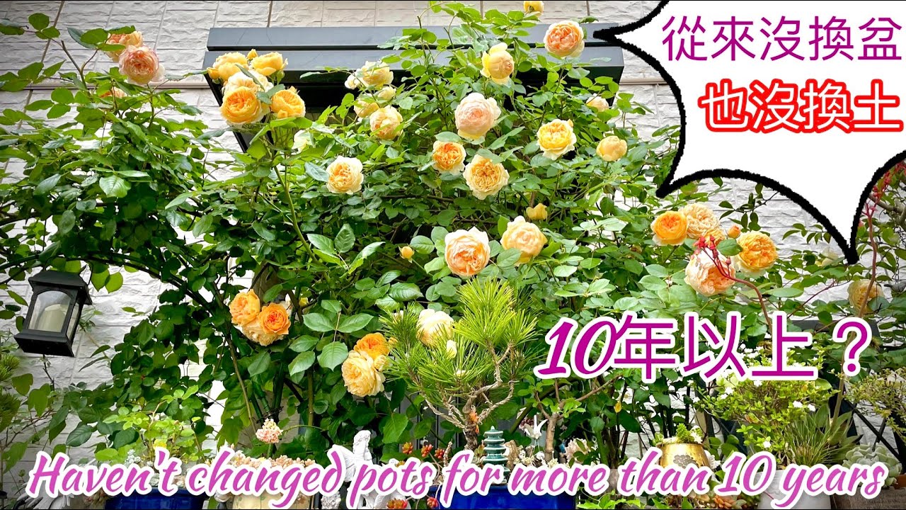 玫瑰換盆與否？16年之久與多年沒換過盆的盆植玫瑰長勢如何？｜盆的大小是否有影響玫瑰的成長與花開？Haven't changed pots for more than ten years#英國玫瑰#盆植